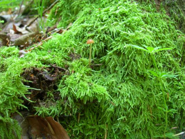 La Flora fungina negli aspetti microclimatici subtropicali